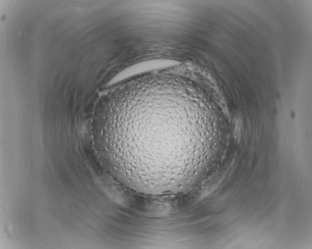 X0000072990276200608111814