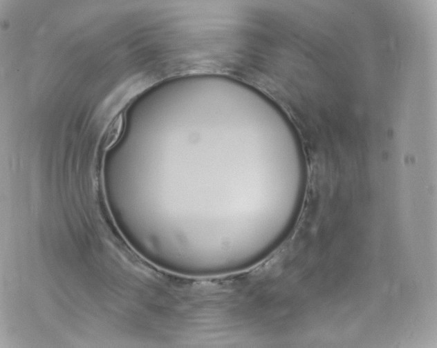 X0000072990290200608111814