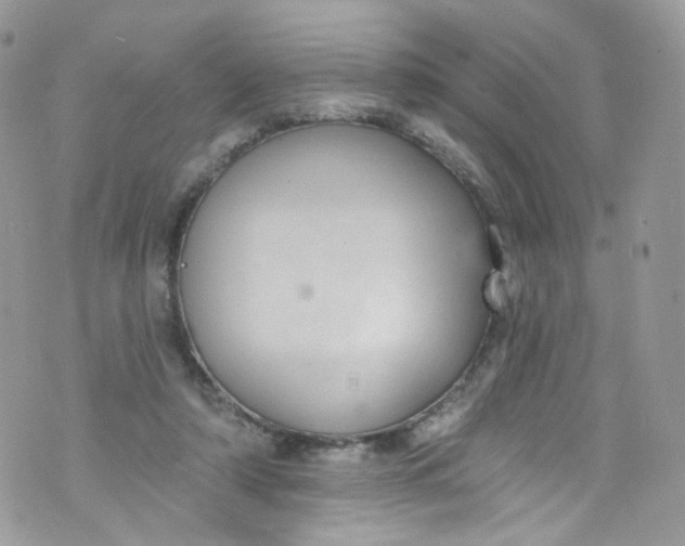 X0000072990306200608111814