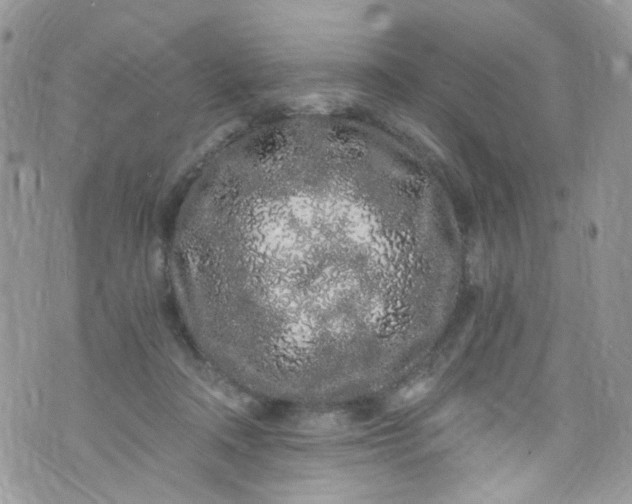 X0000072990314200608111813