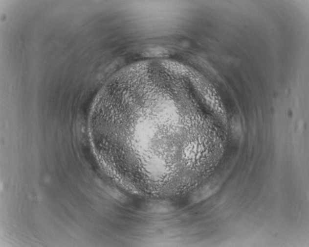 X0000072990322200608111813