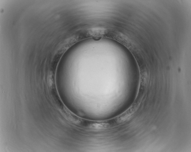 X0000072990323200608111813