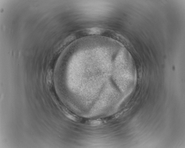 X0000072990325200608111813