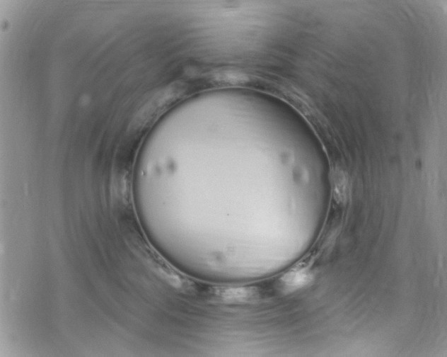 X0000072990330200608111813