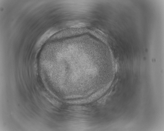 X0000072990339200608111812