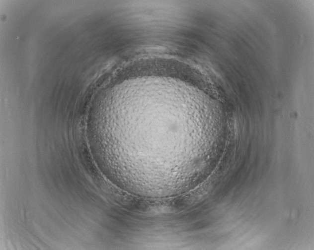 X0000072990360200608111813