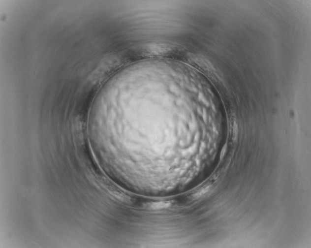 X0000072990366200608111813