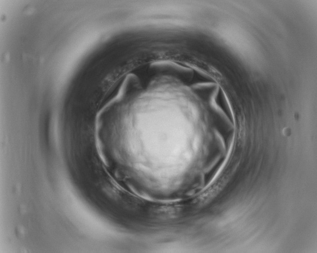 X0000072990383200608111813