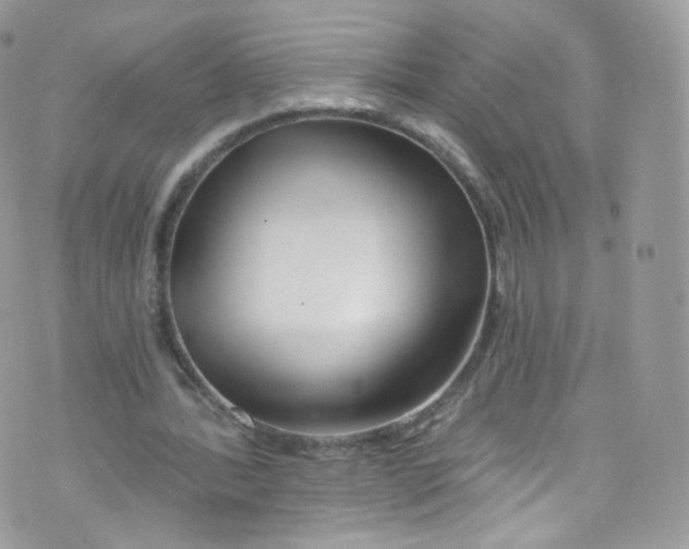 X0000072990388200608111812