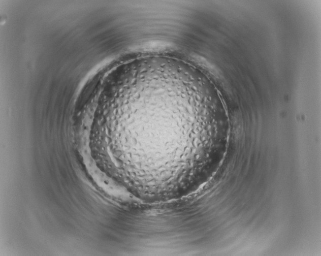 X0000072990392200608111812