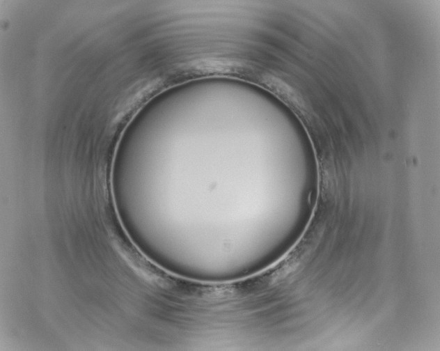 X0000072990398200608111812