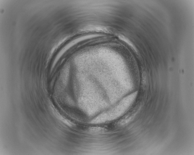 X0000072990399200608111812