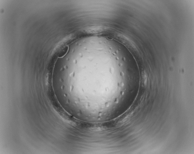 X0000072990404200608111812