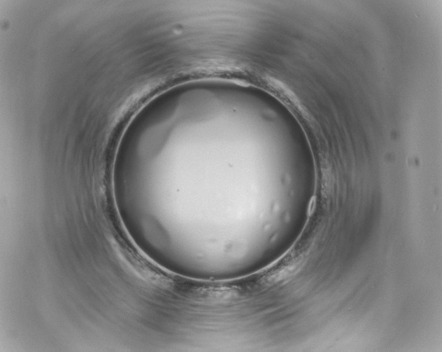 X0000072990443200608111811