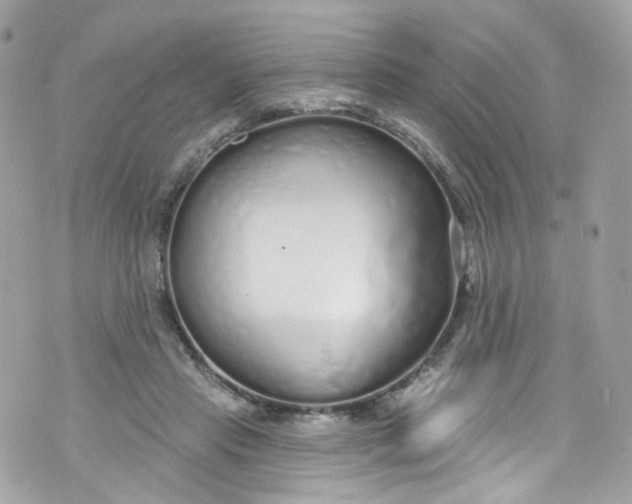 X0000072990453200608111811