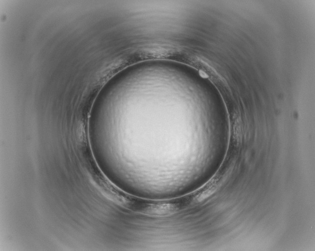 X0000072990459200608111811