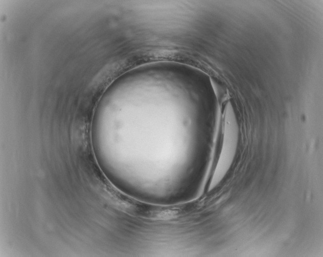 X0000072990462200608111811