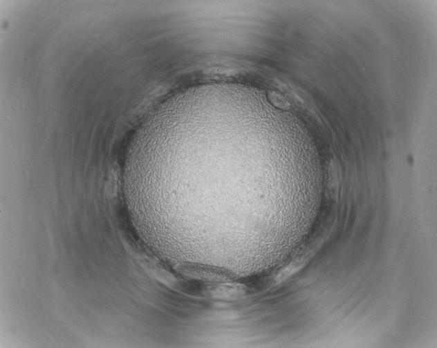 X0000072990463200608111811