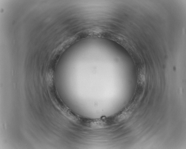 X0000072990468200608111811