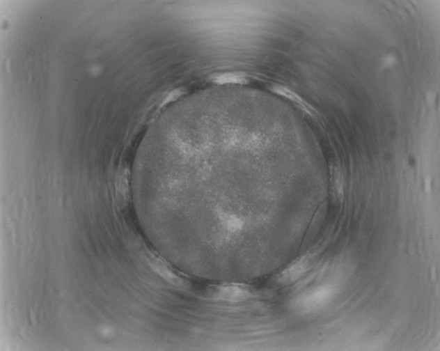 X0000072990475200608111811