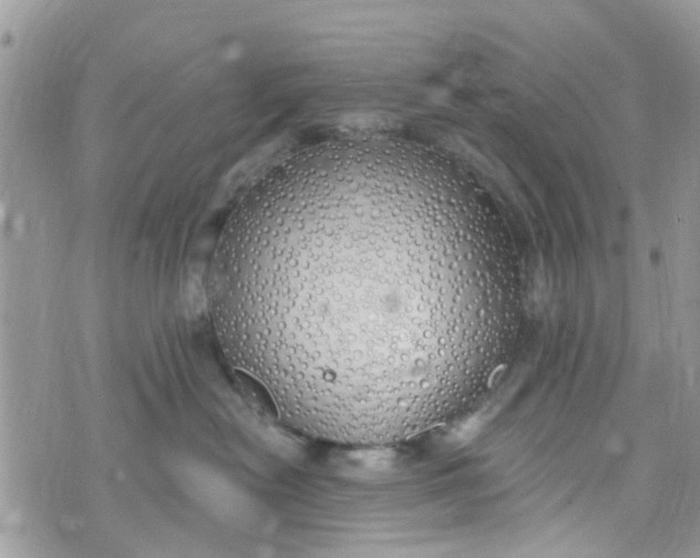 X0000072990478200608111811