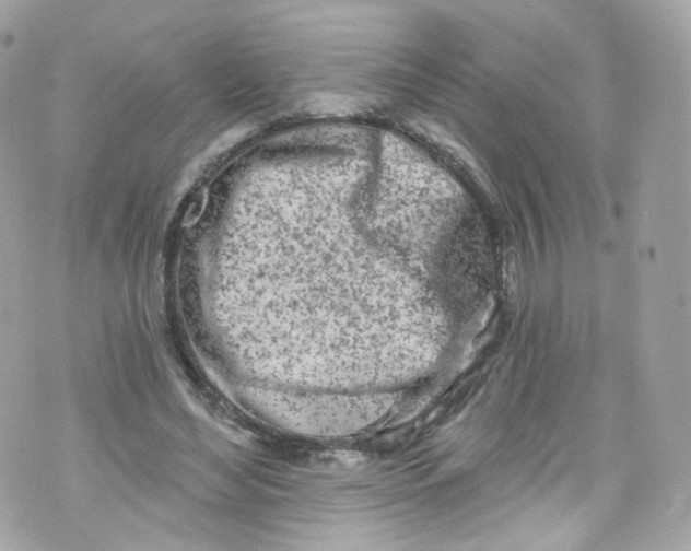 X0000072990492200608111810