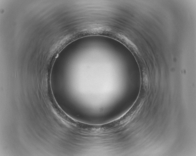 X0000072990493200608111810