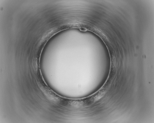 X0000072990494200608111810