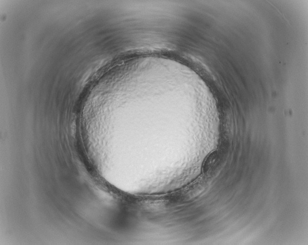 X0000072990495200608111810