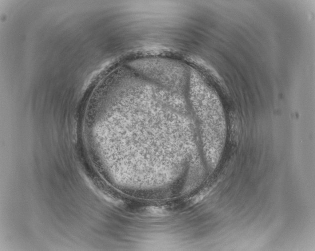 X0000072990496200608111810