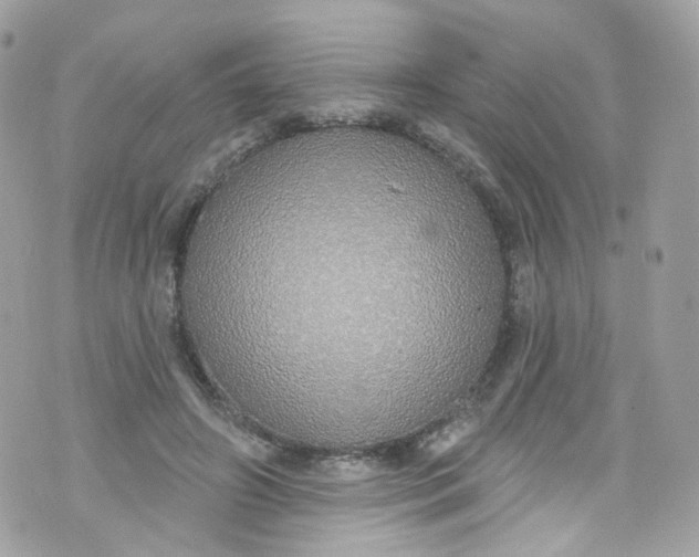 X0000072990498200608111810