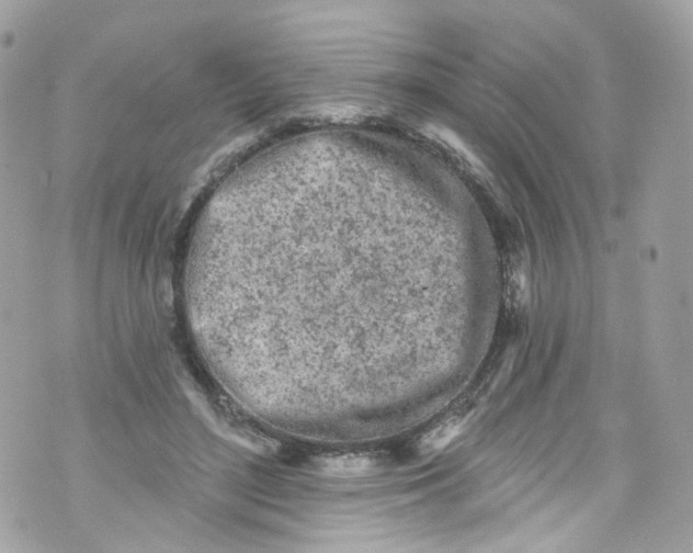 X0000072990500200608111810