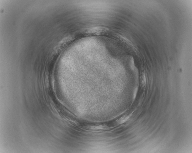 X0000072990504200608111810