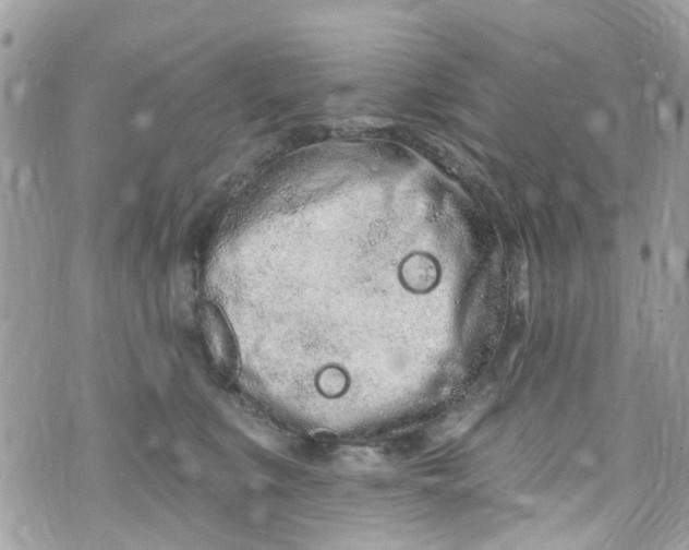 X0000072990519200608111810