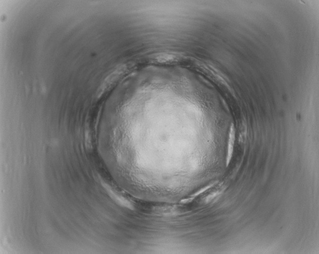 X0000072990524200608111810