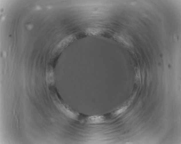 X0000072990526200608111810