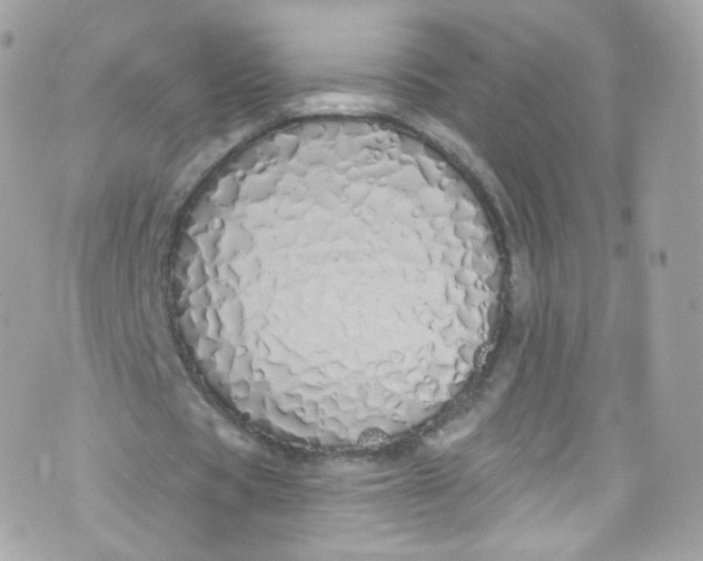 X0000072990529200608111809