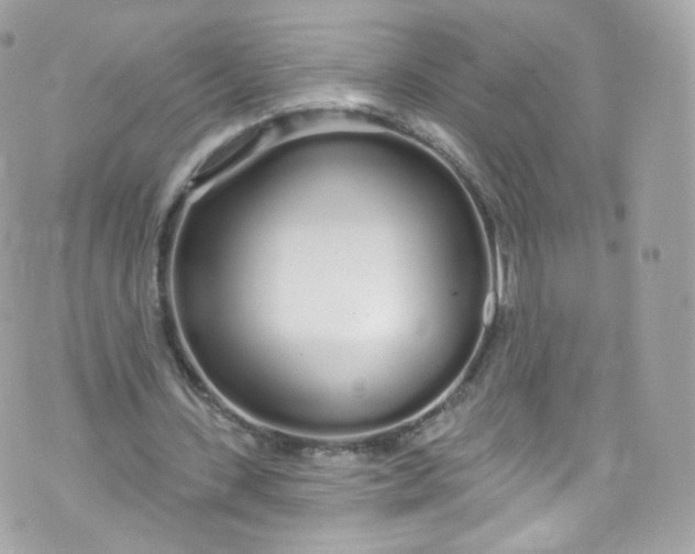 X0000072990531200608111809