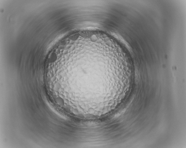 X0000072990533200608111809