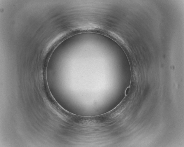 X0000072990535200608111809