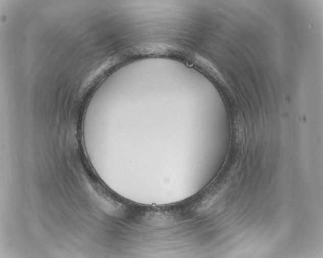 X0000072990538200608111809