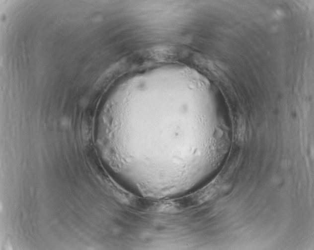 X0000072990569200608111810