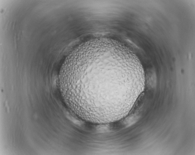 X0000072990574200608111810