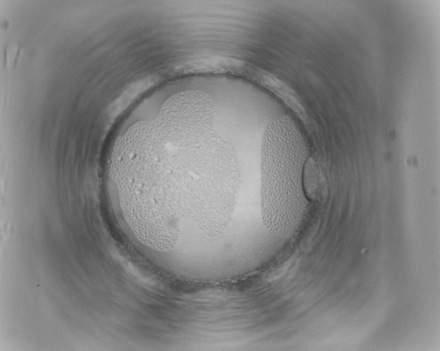 X0000072990578200608111809