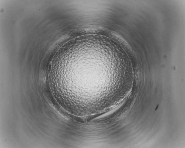 X0000072990593200608111809