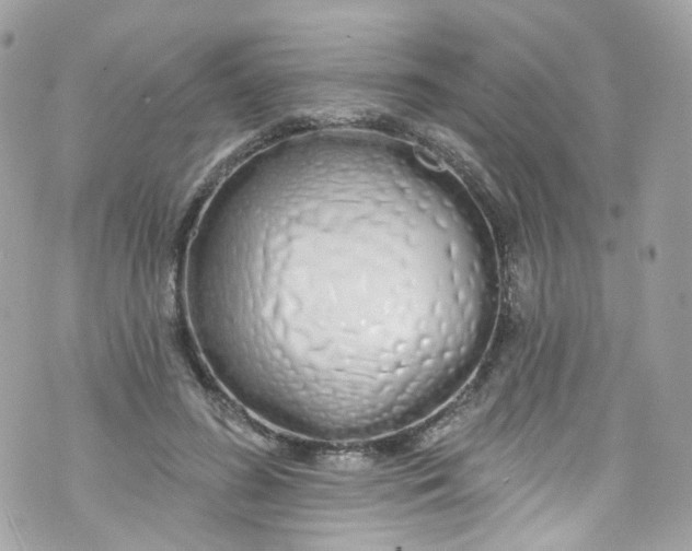 X0000072990596200608111809