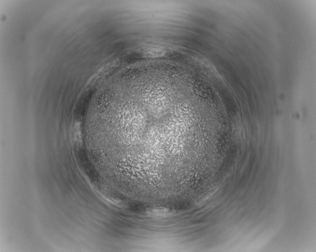 X0000072990598200608111809