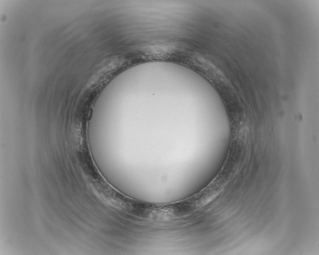 X0000072990599200608111809