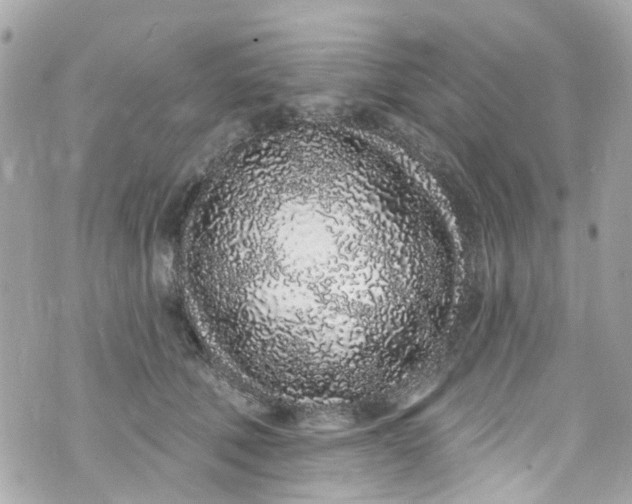 X0000072990610200608111809