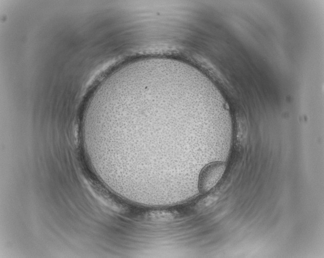 X0000072990636200608111808